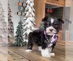 Small Photo #2 Schnauzer (Miniature) Puppy For Sale in FLORENCE, SD, USA