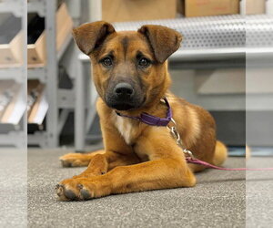 Black Mouth Cur-Unknown Mix Dogs for adoption in GILBERTS, IL, USA
