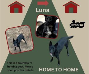 German Shepherd Dog-Unknown Mix Dogs for adoption in Lindsay, CA, USA