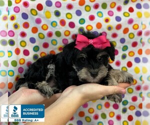 Schnauzer (Miniature) Puppy for sale in WINNSBORO, LA, USA