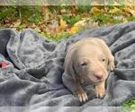 Small Photo #3 Weimaraner Puppy For Sale in LANSING, NC, USA