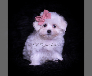 Medium Maltese