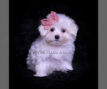 Puppy Teacup Seeka Maltese