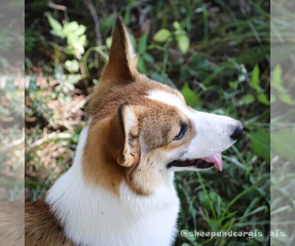Medium Photo #1 Pembroke Welsh Corgi Puppy For Sale in FORT MADISON, IA, USA