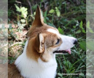 Mother of the Pembroke Welsh Corgi puppies born on 08/02/2025
