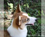 Small Photo #1 Pembroke Welsh Corgi Puppy For Sale in FORT MADISON, IA, USA