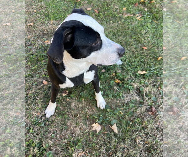 Medium Photo #5 American Pit Bull Terrier-Unknown Mix Puppy For Sale in Germantown, OH, USA