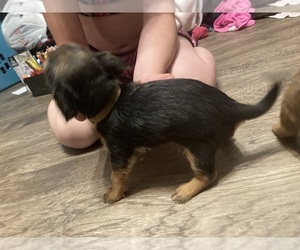 Unknown-Yorkshire Terrier Mix Puppy for sale in DURANGO, IA, USA