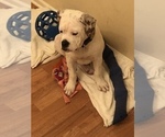 Small Photo #2 Olde English Bulldogge Puppy For Sale in LEMONT, IL, USA