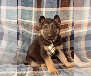 German Shepherd Dog Puppy for sale in GLEN ROCK, PA, USA