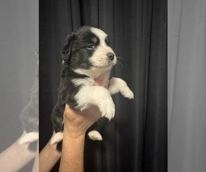 Medium Australian Shepherd
