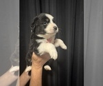 Puppy Spencer Australian Shepherd