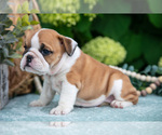 Small Photo #8 English Bulldog Puppy For Sale in MILLERSBURG, OH, USA
