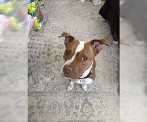 American Pit Bull Terrier-Unknown Mix Dogs for adoption in Oakhurst, NJ, USA