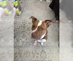 Small American Pit Bull Terrier Mix