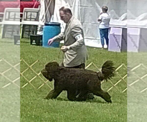 Medium Photo #11 Barbet Puppy For Sale in GREENBANK, WA, USA