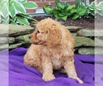 Small Photo #4 Goldendoodle-Poodle (Standard) Mix Puppy For Sale in NEW PROVIDENCE, PA, USA