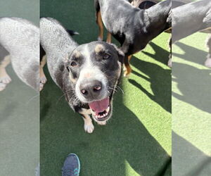 Siberian Husky-Unknown Mix Dogs for adoption in Rockaway, NJ, USA