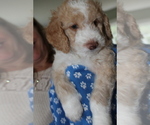 Puppy Puppy 3 Caesar Poodle (Miniature)-Poodle (Standard) Mix