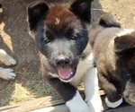 Puppy Arrow Akita