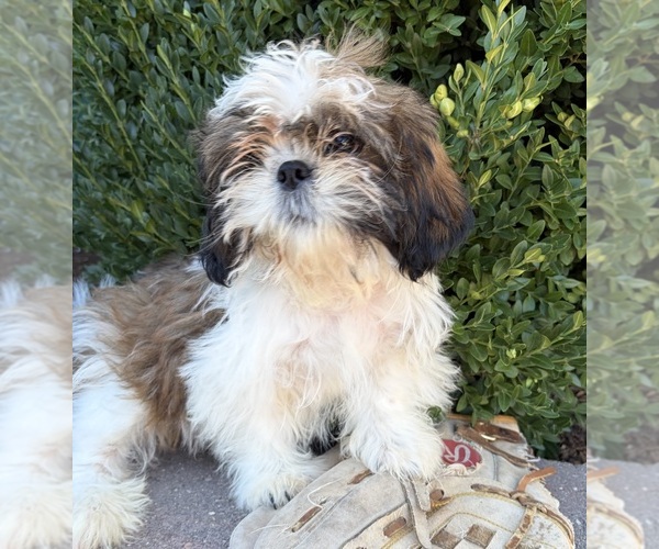 Medium Photo #2 Shih Tzu Puppy For Sale in MIDDLEBURY, IN, USA