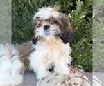 Small #1 Shih Tzu