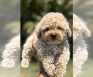 Poodle (Toy) Puppy for sale in LIVE OAK, FL, USA