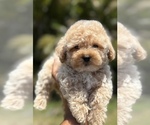 Small Poodle (Toy)