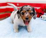 Puppy Larkin Dachshund