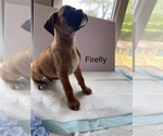 Puppy FireFly Boxer