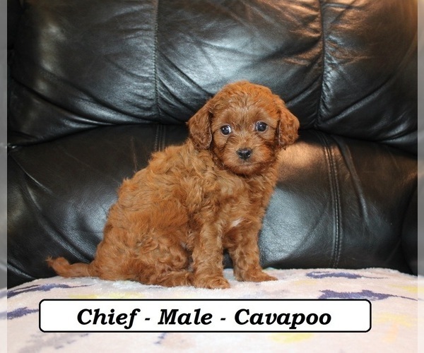 Medium Photo #3 Cavapoo (Miniature) Puppy For Sale in CLARKRANGE, TN, USA