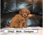 Small #2 Cavapoo (Miniature)