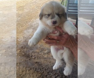 Great Pyrenees Puppy for sale in CADDO, OK, USA