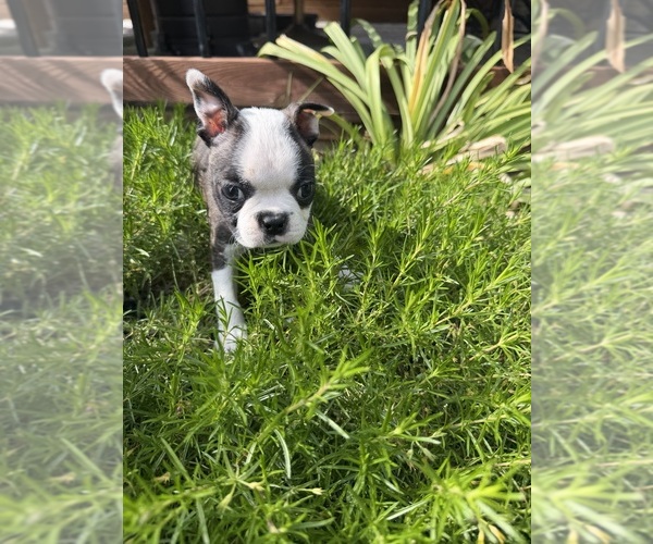 Medium Photo #6 Boston Terrier Puppy For Sale in FREDONIA, KS, USA