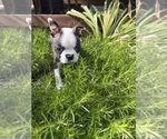 Small #5 Boston Terrier