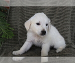 Small Photo #3 English Cream Golden Retriever Puppy For Sale in SHILOH, OH, USA