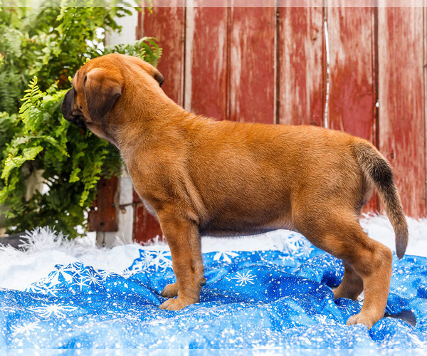Medium Photo #60 Mastiff Puppy For Sale in WAKARUSA, IN, USA