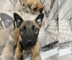 Small Photo #44 Belgian Malinois Puppy For Sale in REESEVILLE, WI, USA