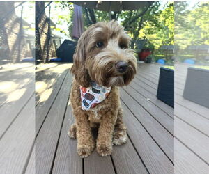 Goldendoodle (Miniature) Dogs for adoption in MIDWAY, UT, USA