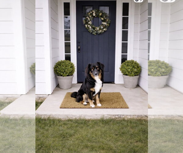 Medium Photo #6 Australian Shepherd Puppy For Sale in Dallas, TX, USA