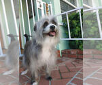 Small Mutt