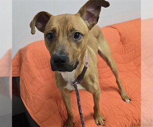 Mutt Dogs for adoption in Center Township, PA, USA