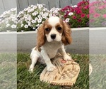 Small #1 Cavalier King Charles Spaniel
