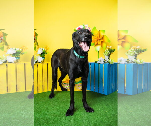 Medium Photo #1 Labrador Retriever-Unknown Mix Puppy For Sale in Munford, TN, USA