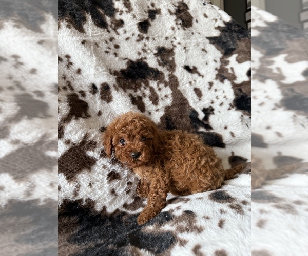 Medium Photo #2 Cavapoo (Miniature) Puppy For Sale in MUNFORDVILLE, KY, USA
