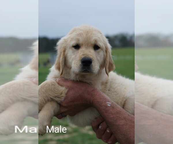 Medium Photo #2 Golden Retriever Puppy For Sale in BRYANT, AL, USA