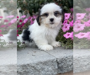 Shih Apso Puppy for sale in CANOGA, NY, USA