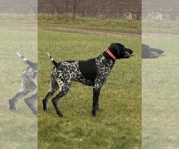 Medium Photo #1 German Shorthaired Pointer Puppy For Sale in HEWITT, MN, USA