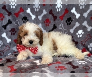 Cavapoo Puppy for Sale in LAKELAND, Florida USA