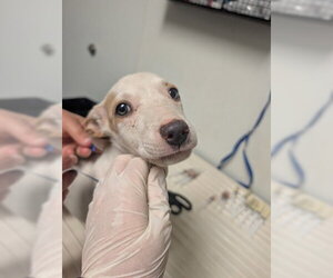 Mutt Dogs for adoption in Bakersfield, CA, USA